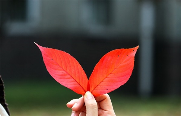 qq网名带草莓