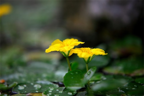 三峡谣古诗原文