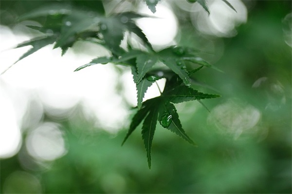 离别的感慨语句 关于离别的短句(精选57句)