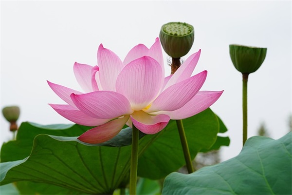 发朋友圈感谢妈妈的话 对妈妈辛苦感谢的话语