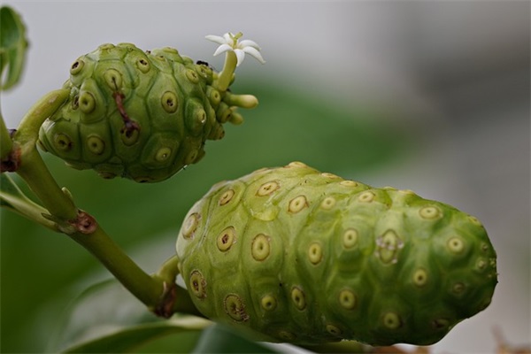 传统清明节的民俗活动句子