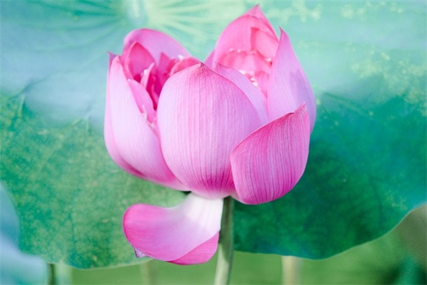 游什么作文字(精选4篇)