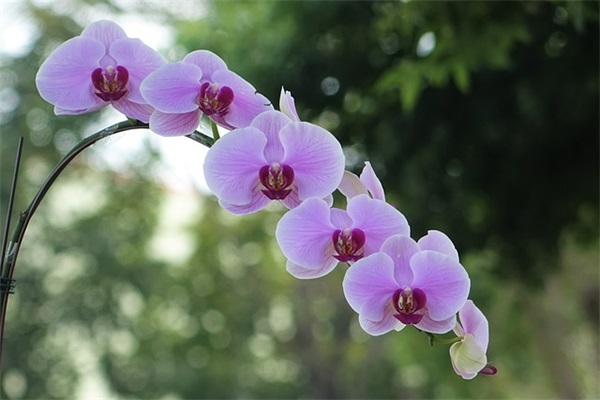 朝花夕拾好句赏析 朝花夕拾好句(精选14句)