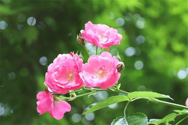 百合花的唯美语录 【百合花的唯美语录短句】