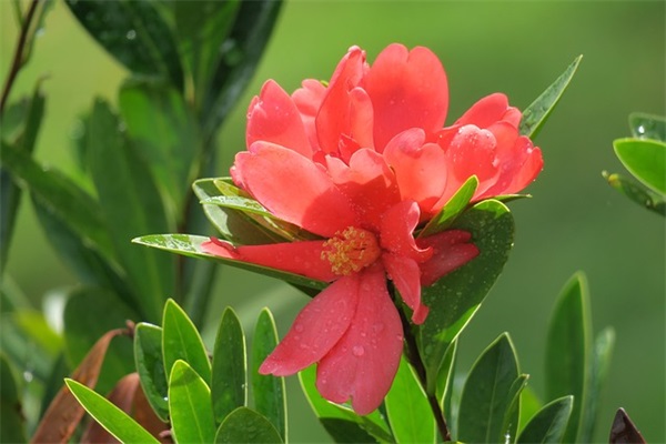 三八妇女节祝福语简短俏皮语(元宵节祝福语简短)