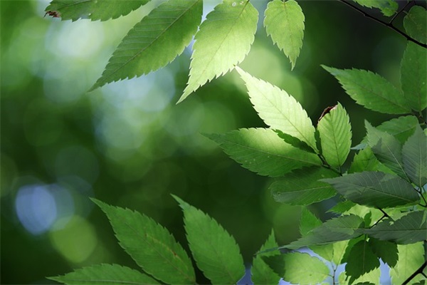 2025年简短精辟的端午节祝福语