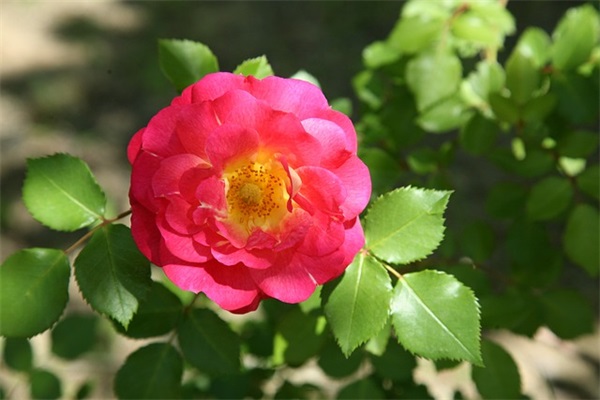 2025三八妇女节温馨祝福语最新大全