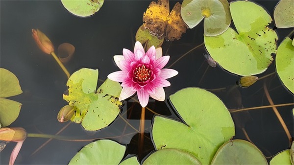 2025年中秋节教师节双节祝福语