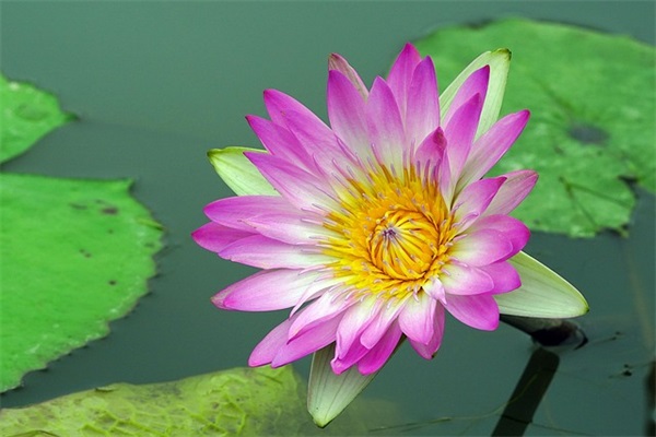 简短诗意祝福语83句
