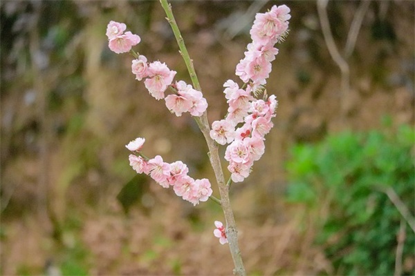 有没有中文QQ网名