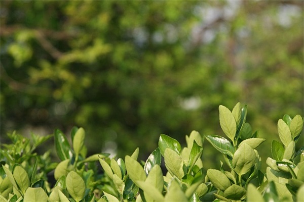 qq网名图标嘴唇