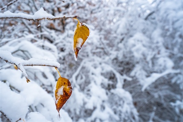 长辈花字网名男生可爱