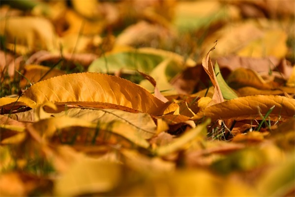 关于昙花qq网名