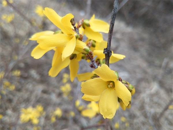 三个字简单的网名