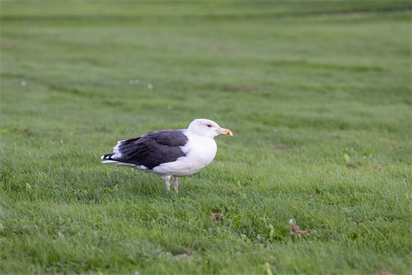 3到5字古风男生网名