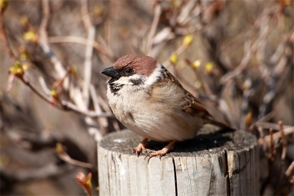 古风诗句五个字网名