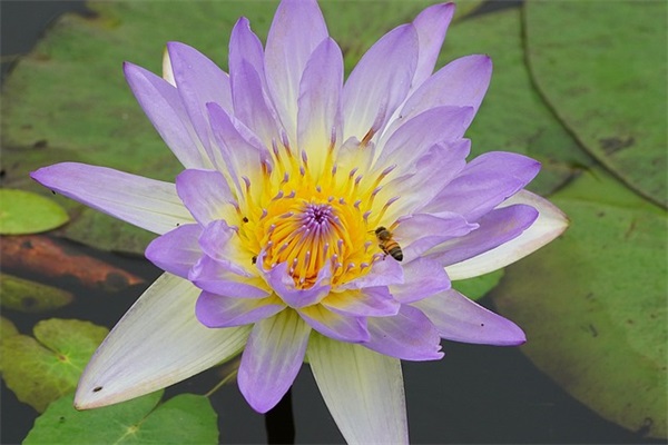 可爱的小仙女网名