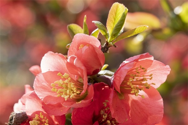 一组姐妹古风网名