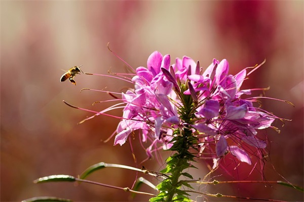 赵丽颖qq网名四字