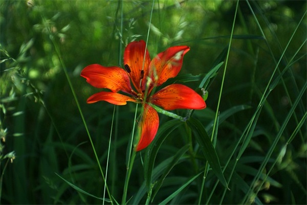 对别人表达感恩的句子