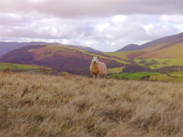 七秒的记忆范例6篇
