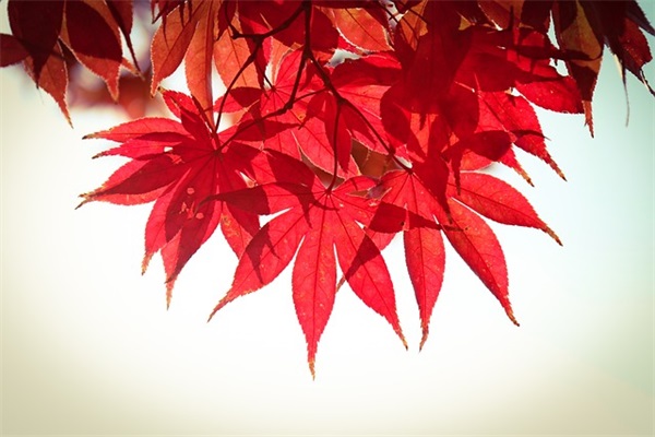 祥林嫂读后感范例6篇