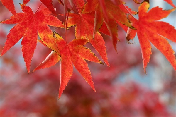 图种里区吧范例6篇