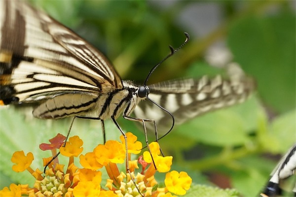 关于减肥励志句子96句