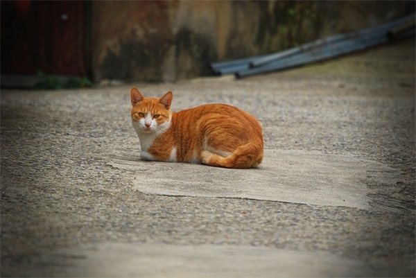 爱情誓言句子 爱情誓言句子12字