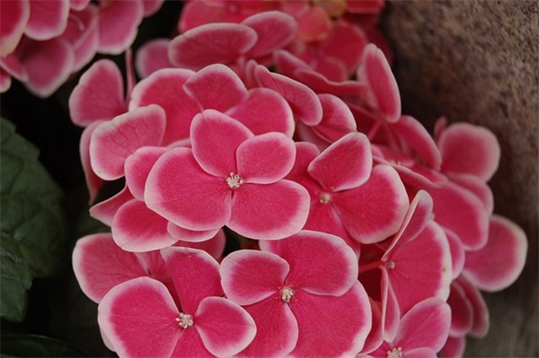 为疫情加油句子