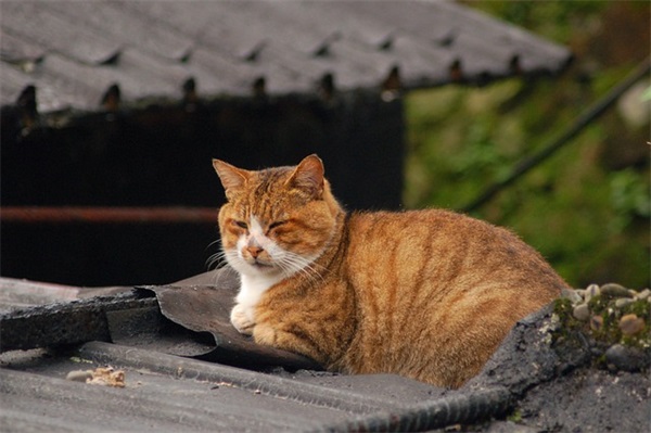 护士节祝福100句
