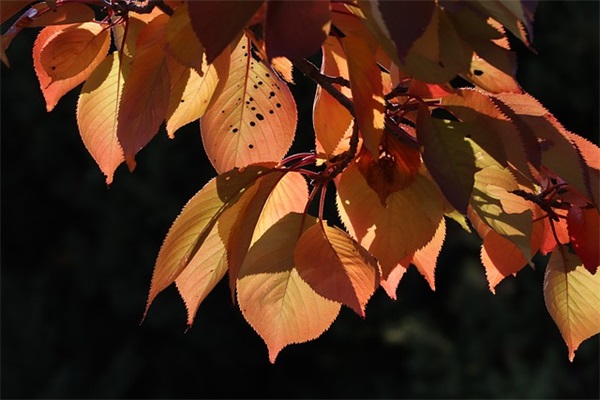 唯美伤感的语句