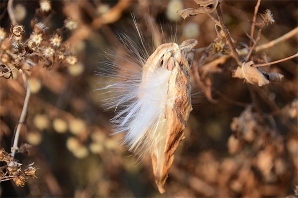 古风网名网名佛