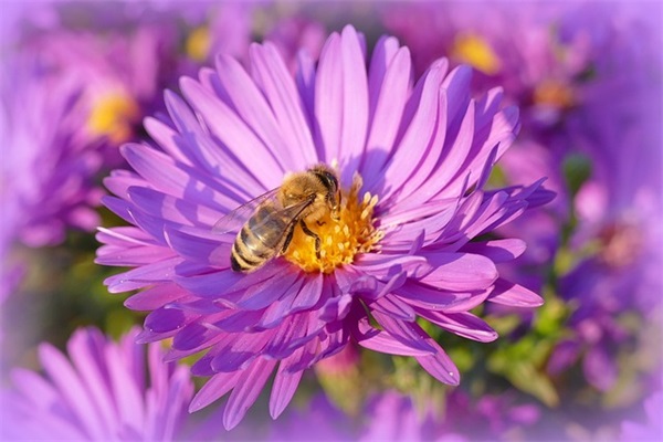 个性拉风网名五个字