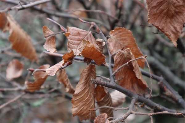 网名带一开头的