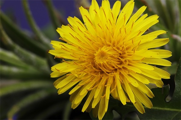 带肉的食物网名大全