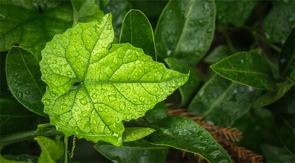 带陌字的qq情侣网名