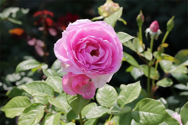 带木带火的二字网名大全