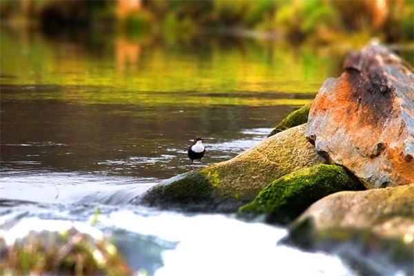 决定放弃一个人的句子(最心酸委屈伤感的话句子)