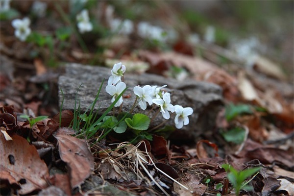 中午问候语短句子推荐 中午好的问候语幽默