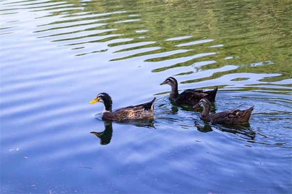 关于爱情道理的小句子