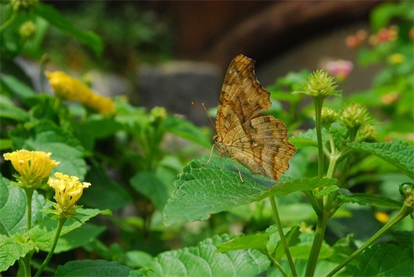 最新告别11月迎接12月句子(告别11月迎接12月的句子)