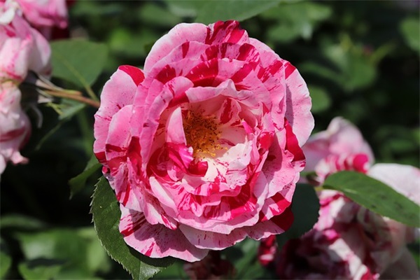 很独特吸引人气的微信网名(精选575个)