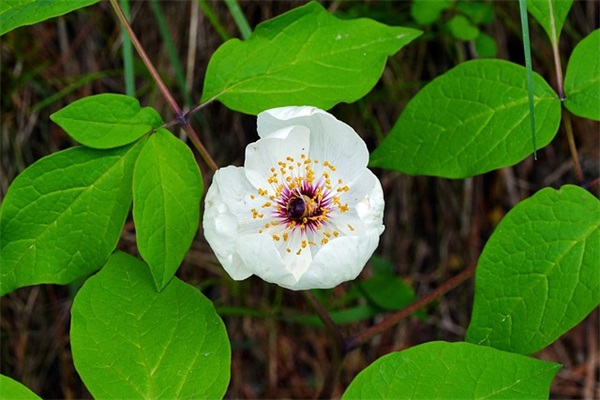 女性成熟稳重微信名(561个)