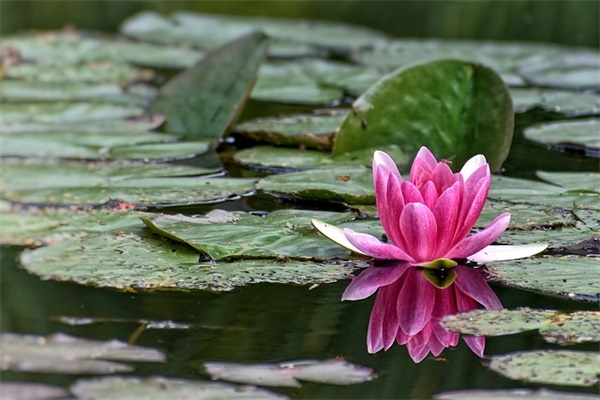 带红衣小和尚的网名