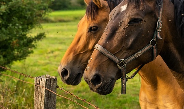 好听而又平凡的昵称(355个)