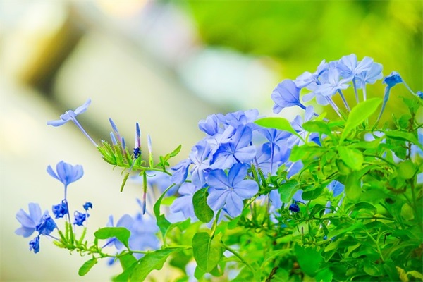 村上春树最出名的句子