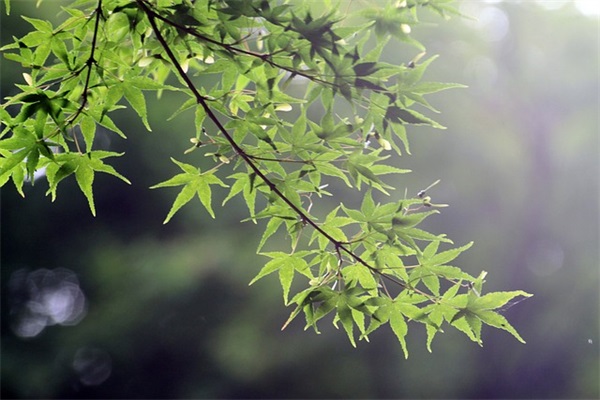 表示心情低落的句子