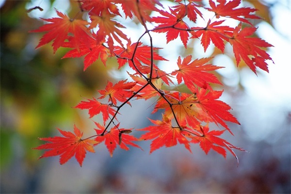 努力加油的简单句子 选择大于努力的一句话