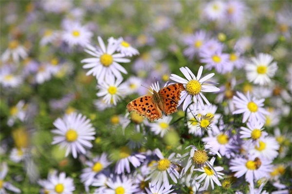 关于婚姻不幸福的句子110句